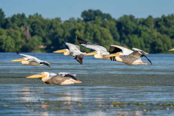 Birdwatching in the Danube Delta. Pelicans flying over Fortuna Lake near Mila 23 village