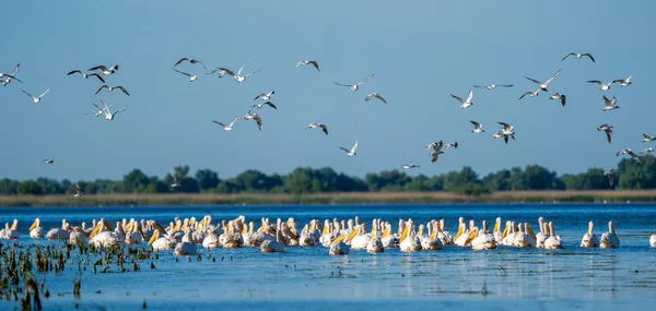 Tuna Deltası içinde kuş gözlem. Fortuna göl panoramik manzaralı büyük beyaz pelikan Colony'de
