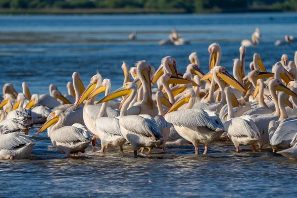 Fortuna Gölü Danube Delta, Romanya'da ortak Pelican Colony'de