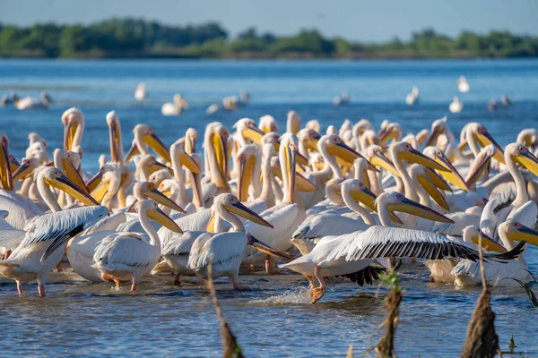 Büyük beyaz pelikan (Pelecanidae) ve tepeli pelikan (Pelecanus crispus) Danube Delta, Romanya'da bir koloni