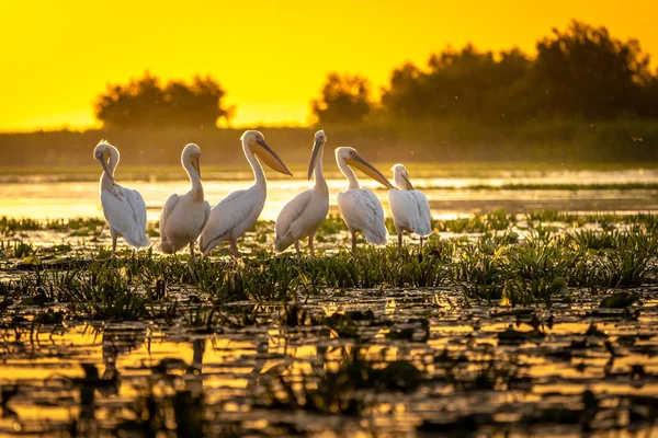 Danube Delta Pelicans Sunset Fortuna Lake — Stock Photo, Image