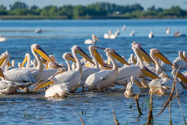 Büyük beyaz pelikan (Pelecanidae) ve tepeli pelikan (Pelecanus crispus) Danube Delta, Romanya'da bir koloni