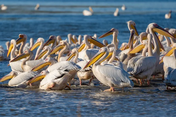 Büyük beyaz pelikan (Pelecanidae) ve tepeli pelikan (Pelecanus crispus) Danube Delta, Romanya'da bir koloni