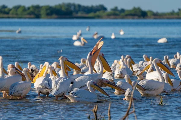 Tuna Deltası içinde kuş gözlem. Büyük beyaz pelikan (Pelecanidae) ve tepeli pelikan (Pelecanus crispus) Danube Delta, Romanya'da bir koloni