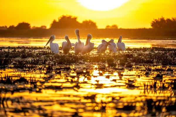 Pelikan yatmaya hazırlanıyor ile Tuna Deltası Romanya'da tipik günbatımı