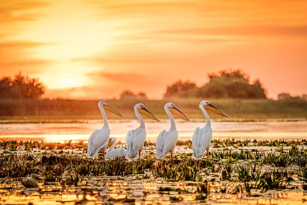 Donaudelta Rumänien Pelikane Bei Sonnenuntergang Fortunasee — Stockfoto