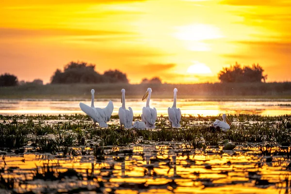 Sunris Danube Delta Romania — Stock Photo, Image