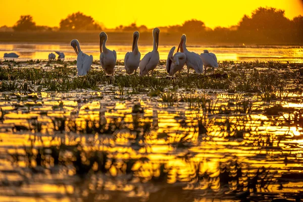 Sunset Danube Delta Pelicans Preparing Sleep — Stock Photo, Image