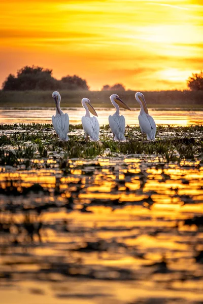 Danube Delta, Romanya. Pelikan gündoğumu