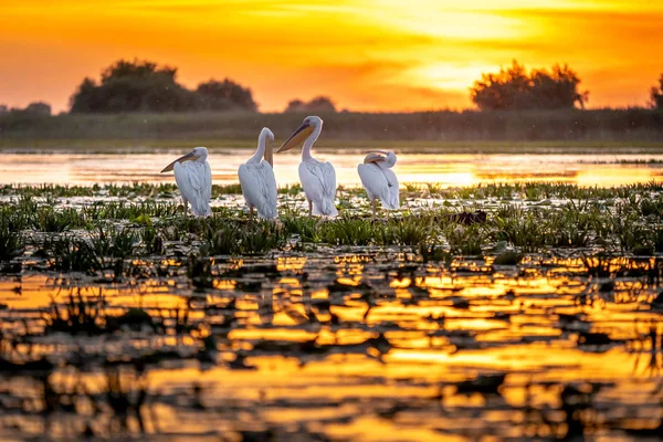 Danube Delta, Romanya. Pelikan gündoğumu