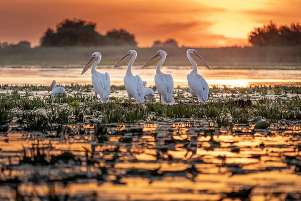 Danube Delta Romania Pelicans Sunset Lake Fortuna — Stock Photo, Image