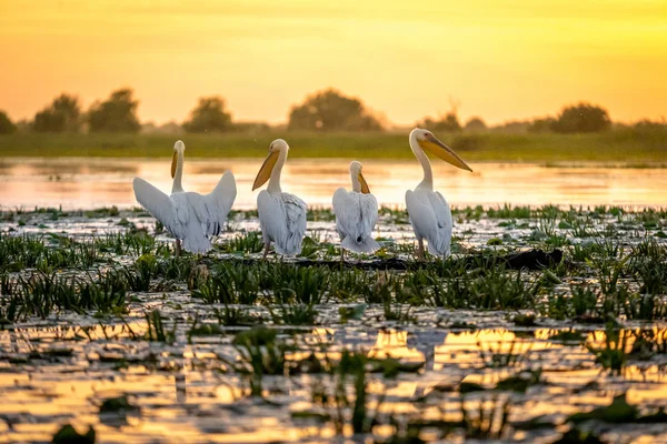 Pelican kuş kolonisi ile Tuna Deltası'nda gündoğumu