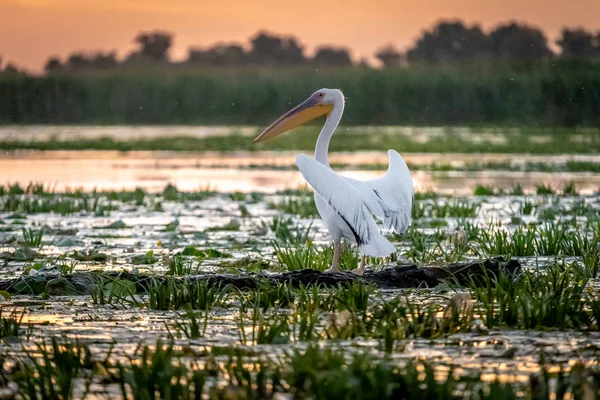 Pelikan gündoğumu Danube Delta, Romanya