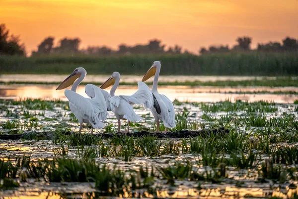 Pelican kuş kolonisi ile Tuna Deltası'nda gündoğumu