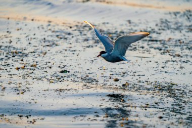 Beyaz yanaklı sumru balıkçılık Danube Delta, Romanya. Sumru gündoğumu, su üzerinde uçuş