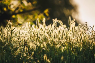 Yeşil çim doku güneş ışığı altında. Uygulanan vintage efekti