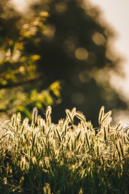 Yeşil çim doku güneş ışığı altında. Uygulanan vintage efekti