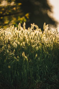 Yeşil çim dokusu içinde güneş ışığı
