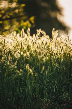 Yeşil çim doku güneş ışığı altında. Uygulanan vintage efekti