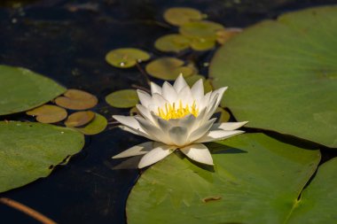 Beyaz zambak Lotus ile Tuna Deltası'nda su üzerinde yüzen koyu arka plan üzerinde sarı sinem