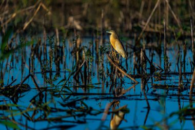 Alaca balıkçıl (Ardeola ralloides) bir dalda güzel günbatımı Tuna Deltası'ışık mavi su üzerinde oturan