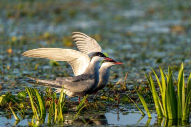İki beyaz yanaklı kırlangıçlar (Sterna Repressa) su Danube Delta, Romanya gündoğumu, onların yuvadaki ailesi