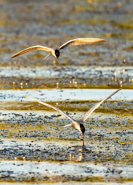 Vitkindad Tärna Fiske Danube Delta Rumänien Tärna Flygning Vid Soluppgången — Stockfoto