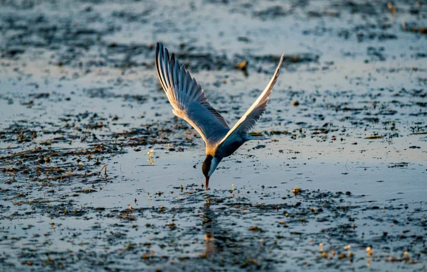 罗马尼亚多瑙河三角洲的白颊鸥鱼 日出时分飞行中的燕鸥 — 图库照片