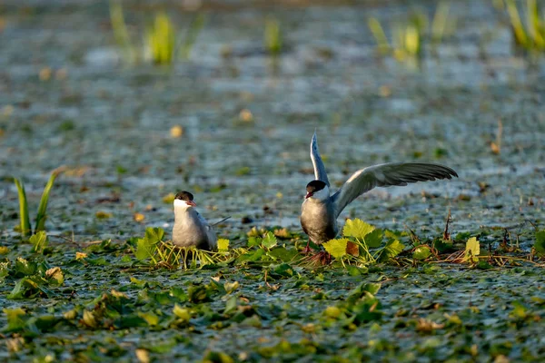 White Cheeked Tern Family Nest Water Danube Delta Romania — Stock Photo, Image
