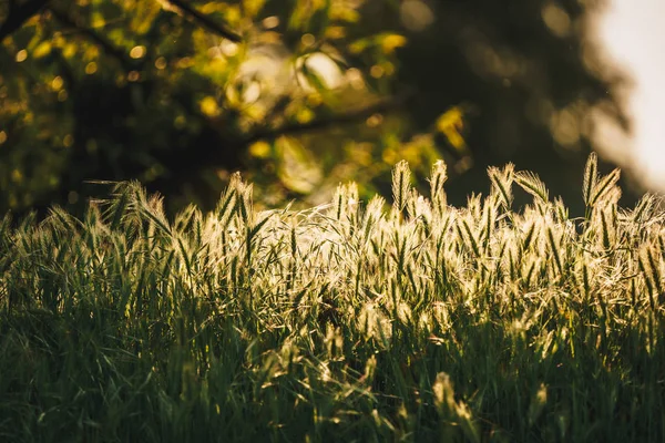 Yeşil çim doku güneş ışığı altında. Uygulanan vintage efekti