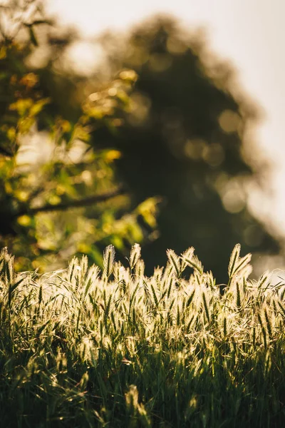 Yeşil çim doku güneş ışığı altında. Uygulanan vintage efekti