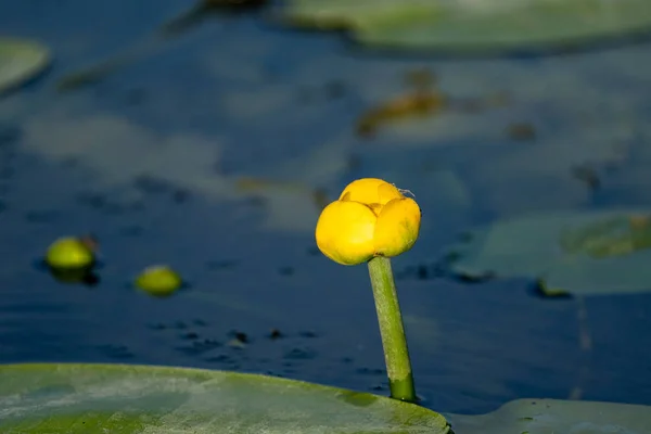 Liten Gul Lotus Flyter Blått Vatten Donau Delta Europa — Stockfoto