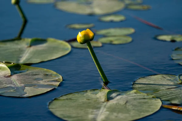 Kleine Gele Lotus Drijvend Blauw Water Donaudelta Europa — Stockfoto