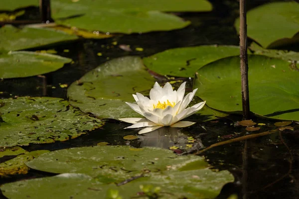 Witte Lelie Lotus Met Gele Poland Donkere Achtergrond Drijvend Het — Stockfoto