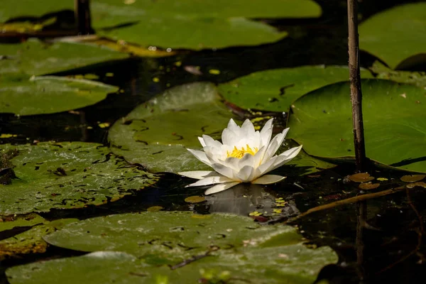 Witte Lelie Lotus Met Gele Poland Donkere Achtergrond Drijvend Het — Stockfoto