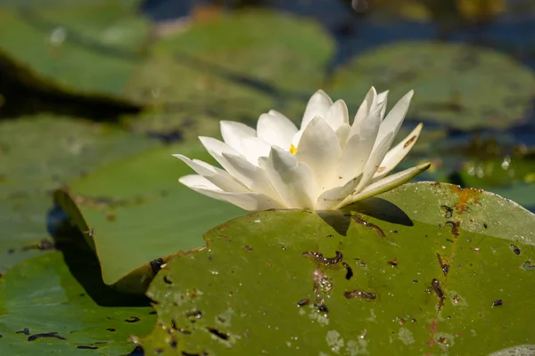 Witte Lelie Lotus Met Gele Poland Donkere Achtergrond Drijvend Het — Stockfoto