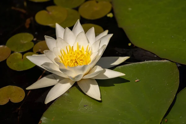 Witte Lelie Lotus Met Gele Poland Donkere Achtergrond Drijvend Het — Stockfoto