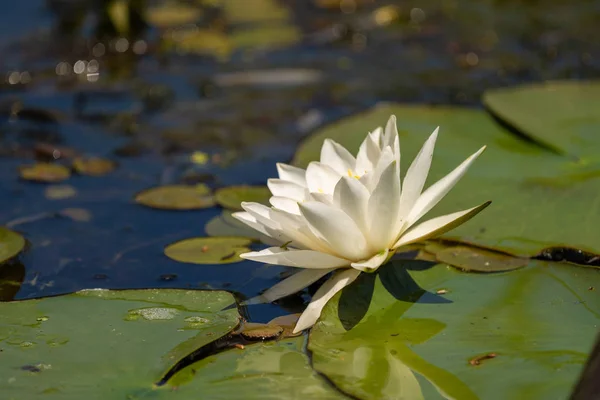 Witte Lelie Lotus Met Gele Poland Donkere Achtergrond Drijvend Het — Stockfoto