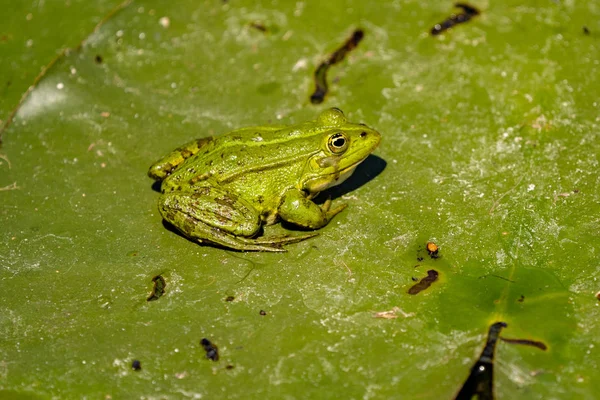 一般的な緑カエル 湖のカエルまたは水カエル ドナウ デルタの水に 日の出カエル写真をクローズ アップ — ストック写真