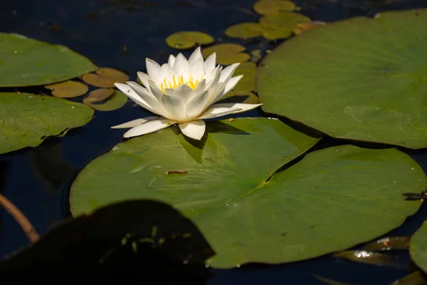 White Lily Lotus Yellow Polen Dark Background Floating Water Danube — Stock Photo, Image