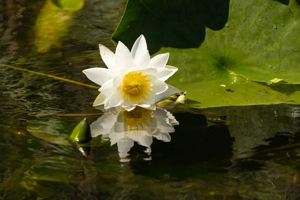 Witte Lelie Lotus Met Gele Poland Donkere Achtergrond Drijvend Het — Stockfoto