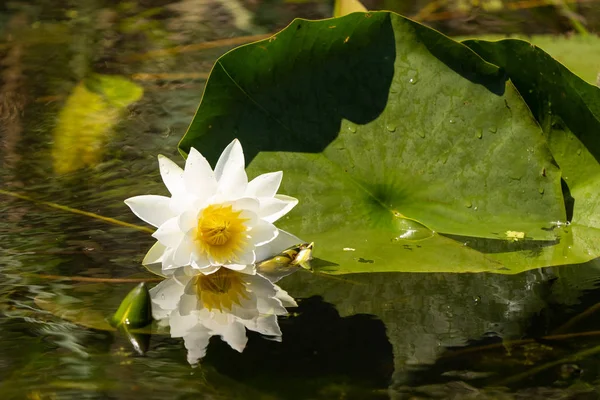Witte Lelie Lotus Met Gele Poland Donkere Achtergrond Drijvend Het — Stockfoto