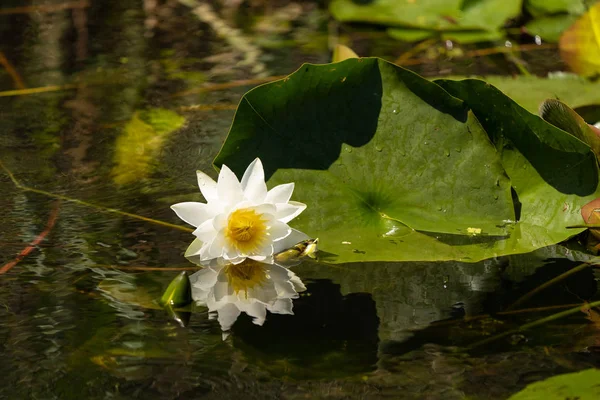 Witte Lelie Lotus Met Gele Poland Donkere Achtergrond Drijvend Het — Stockfoto