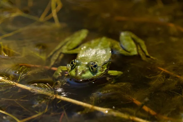 The common Green Frog (Lake Frog or Water Frog) in the water in Danube Delta. Closeup frog photography at sunrise