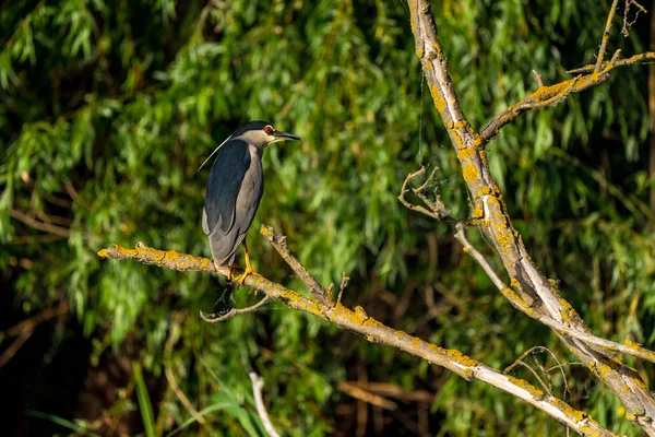 Ślepowron Nycticorax Nycticorax Pięknym Słońcu Delta Dunaju Rumunia — Zdjęcie stockowe