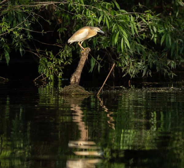 Squacco Heron Ardeola Ralloides Beautifull Sunset Light Danube Delta — Stock Photo, Image