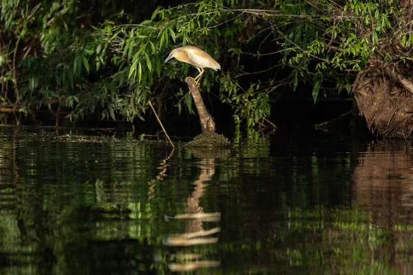 Squacco Heron Ardeola Ralloides Beautifull Sunset Light Danube Delta — Stock Photo, Image
