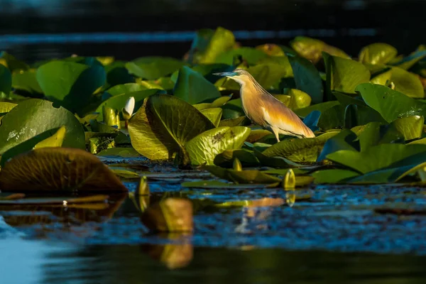 Squacco Heron Ardeola Ralloides Sitting Branch Blue Water Beautifull Sunset — Stock Photo, Image