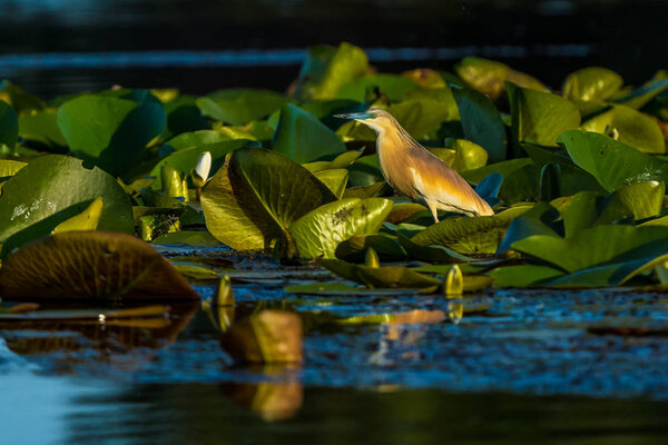 Squacco Heron (Ardeola ralloides) sitting on a branch over blue water in beautifull sunset light in Danube Delta reflected in the water