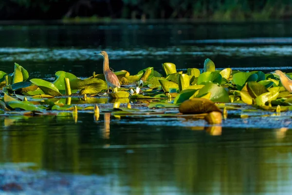 Squacco Heron Ardeola Ralloides Sitting Branch Blue Water Beautifull Sunset — Stock Photo, Image